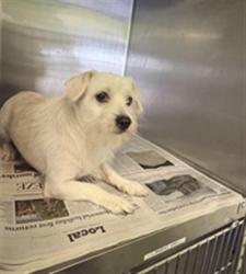 Shelter Stray Male Dog last seen , 1850 W 60th St, Los Angeles, CA 90047, USA
