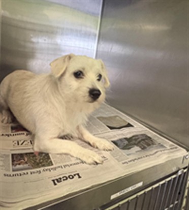 Shelter Stray Male Dog last seen , 1850 W 60th St, Los Angeles, CA 90047, USA