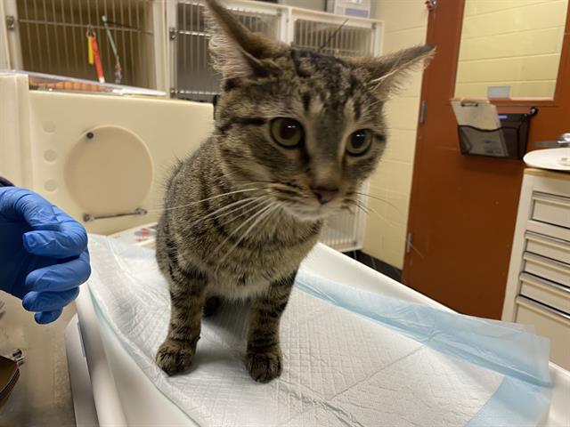 Shelter Stray Female Cat last seen Near BLOCK N STORY PKWY, 3839 W Burnham St, West Milwaukee, WI 53215, USA