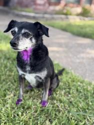 Reunited Female Dog last seen Near mesquite valley rd, Mesquite, TX 75149