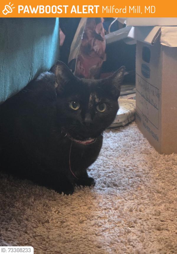 Found/Stray Female Cat last seen scarborough circle, s of diamond ridge, Milford Mill, MD 21244