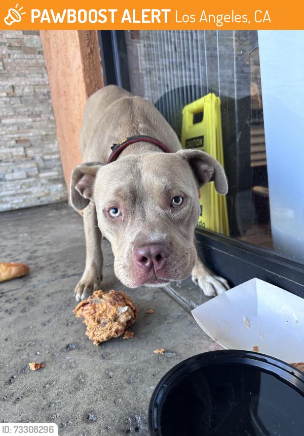 Found/Stray Male Dog last seen in fromt of the hong kong bowl by superior, Los Angeles, CA 90044