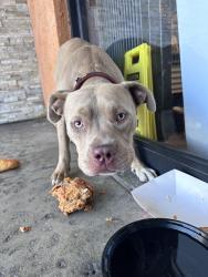 Found/Stray Male Dog last seen in fromt of the hong kong bowl by superior, Los Angeles, CA 90044