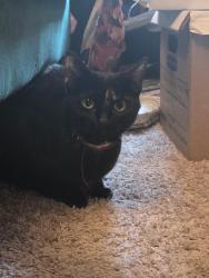 Found/Stray Female Cat last seen scarborough circle, s of diamond ridge, Milford Mill, MD 21244
