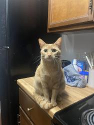 Reunited Female Cat last seen Fry st normal st, Denton, TX 76201