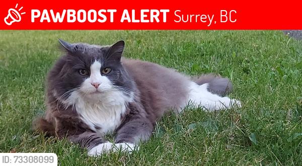 Lost Male Cat last seen Right by the border, Surrey, BC 98230