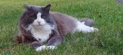 Lost Male Cat last seen Right by the border, Surrey, BC 98230