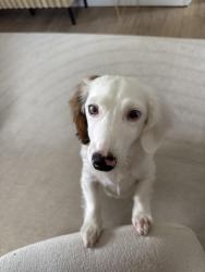 Reunited Female Dog last seen White Lake Township, MI, USA, White Lake Township, MI 48386