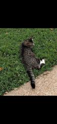 Reunited Male Cat last seen Near Sunerest Dr, St. Louis, MO 63125, USA, St. Louis, MO 63125