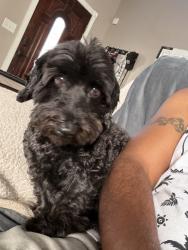 Reunited Female Dog last seen Hollywood and charleston, Las Vegas, NV 89142
