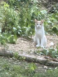 Found/Stray Unknown Cat last seen Franlo Road and Anderson Lakes Parkway, Eden Prairie, MN 55438