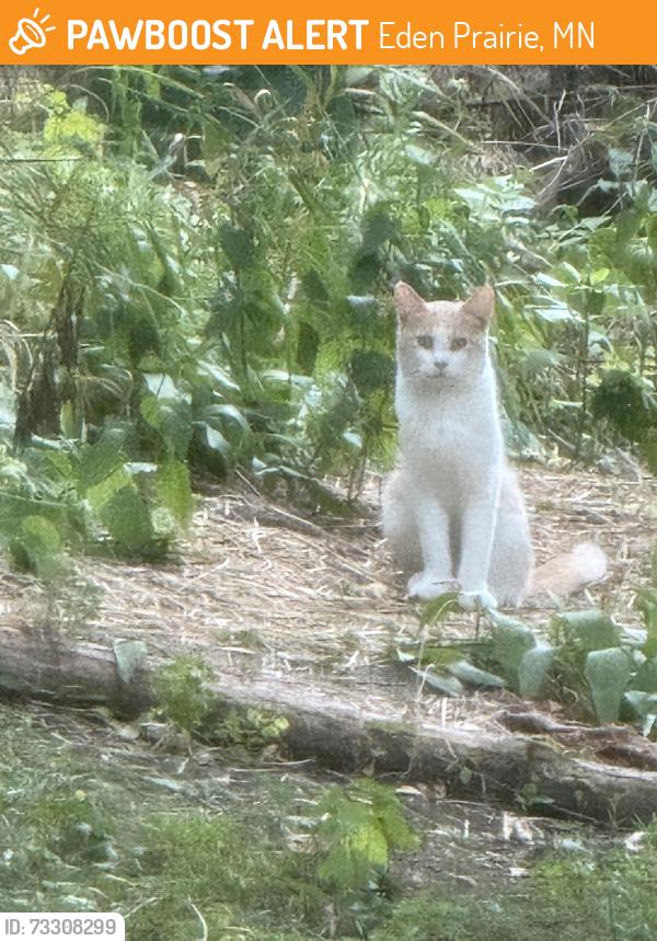 Found/Stray Unknown Cat last seen Franlo Road and Anderson Lakes Parkway, Eden Prairie, MN 55438