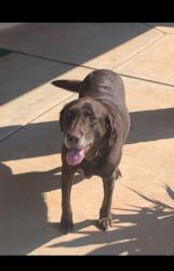 Reunited Female Dog last seen 12th and Santa fe, Moore, OK 73170