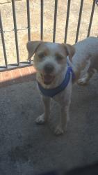 Reunited Male Dog last seen Near Ranchwood Dr, Charlotte, NC 28217, USA, Charlotte, NC 28217