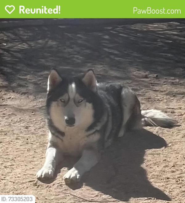 Reunited Female Dog last seen Topaz near Main Street, Hesperia, CA 92344
