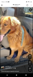 Reunited Male Dog last seen Near Main St, Wade, NC 28395, Wade, NC 28395
