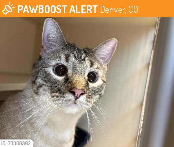 Found/Stray Unknown Cat last seen 25th and Clarkson St, Denver, CO 80204