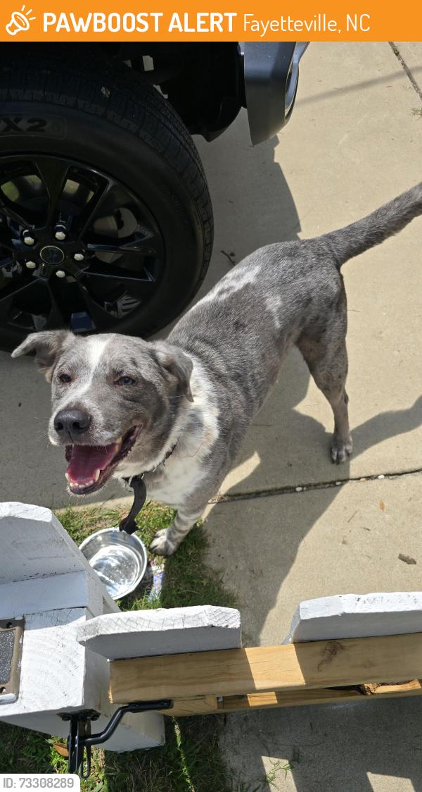 Found/Stray Male Dog last seen Bragg Blvd and Glenville Ave, Fayetteville, NC 28303