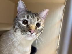 Found/Stray Unknown Cat last seen 25th and Clarkson St, Denver, CO 80204
