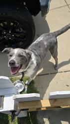 Found/Stray Male Dog last seen Bragg Blvd and Glenville Ave, Fayetteville, NC 28303