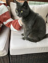Reunited Male Cat last seen Rio vista & Gardner, Burlington, WA 98233