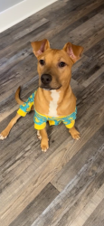 Reunited Female Dog last seen Candlelight dr, Fayetteville, NC 28311