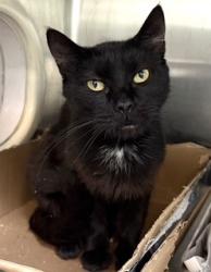Reunited Female Cat last seen Near S Broadway, Los Angeles CA 90014, Los Angeles, CA 90014