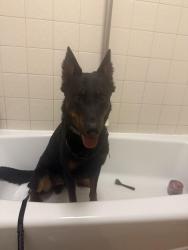 Lost Male Dog last seen Pipers swan street and pipers cross, San Antonio, TX 78251