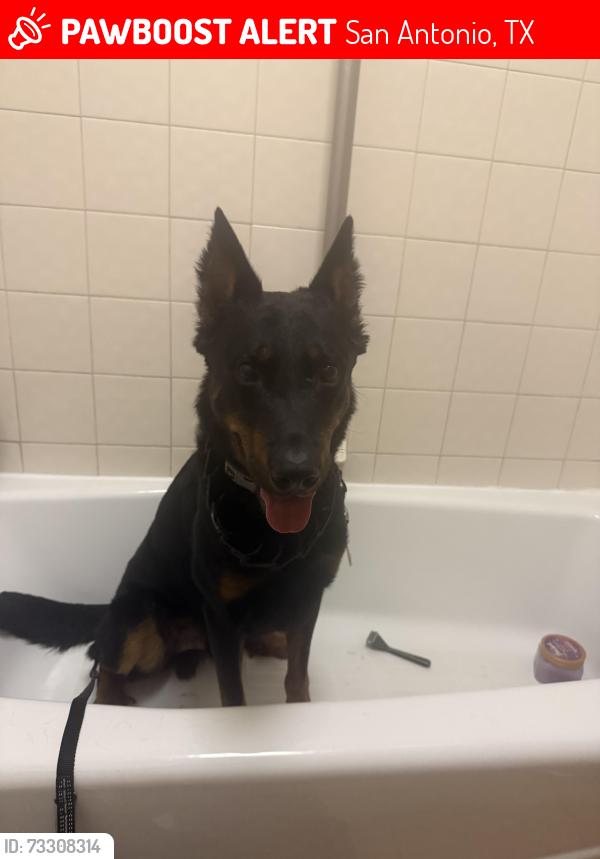 Lost Male Dog last seen Pipers swan street and pipers cross, San Antonio, TX 78251