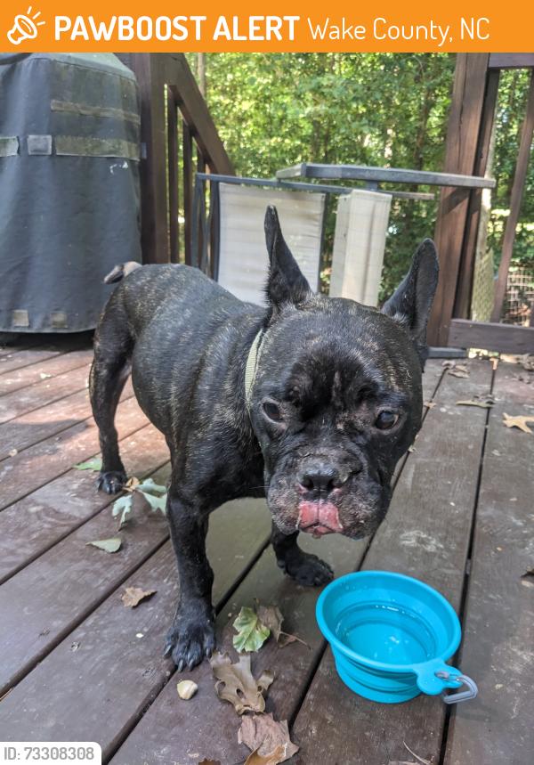 Found/Stray Male Dog last seen Sitterson Dr Raleigh 27603, Wake County, NC 27603