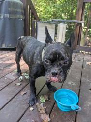 Found/Stray Male Dog last seen Sitterson Dr Raleigh 27603, Wake County, NC 27603