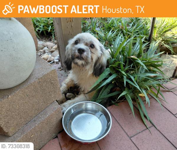Found/Stray Female Dog last seen Falling Creek and Sunstone, Houston, TX 77014