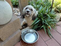 Found/Stray Female Dog last seen Falling Creek and Sunstone, Houston, TX 77014
