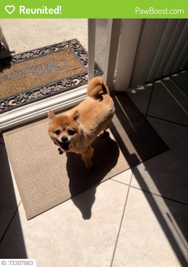 Reunited Female Dog last seen RIDEOUT AND WILLIAMSBURG, Fontana, CA 92336