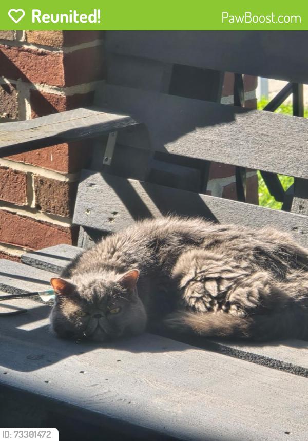 Reunited Unknown Cat last seen W Philadelphia and N Clinton, York, PA 17404