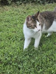 Found/Stray Unknown Cat last seen Hollingsworth house, Elkton, MD 21921
