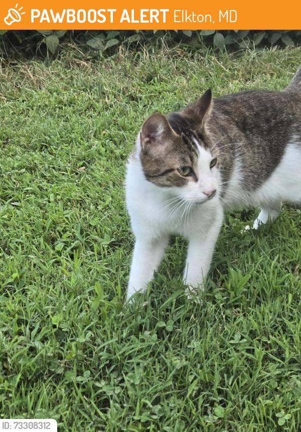 Found/Stray Unknown Cat last seen Hollingsworth house, Elkton, MD 21921