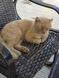 Found/Stray Male Cat last seen Lewis and Smith, Temperance, MI 48182