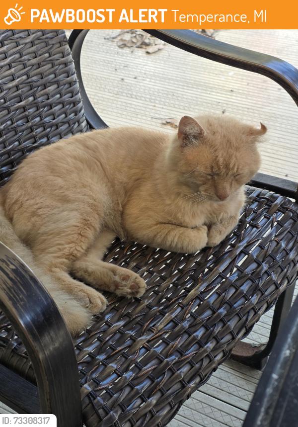 Found/Stray Male Cat last seen Lewis and Smith, Temperance, MI 48182