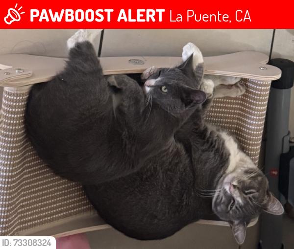 Lost Male Cat last seen Mayland Ave Nelson ave puente ave, La Puente, CA 91744