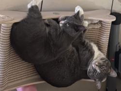 Lost Male Cat last seen Mayland Ave Nelson ave puente ave, La Puente, CA 91744