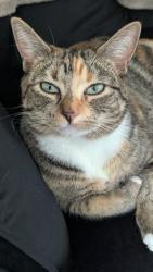 Lost Female Cat last seen Andorra apmts, Mountlake Terrace, WA 98043
