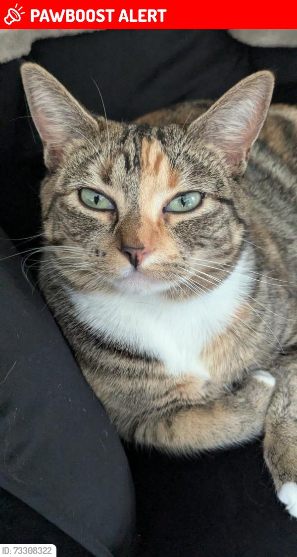 Lost Female Cat last seen Andorra apmts, Mountlake Terrace, WA 98043