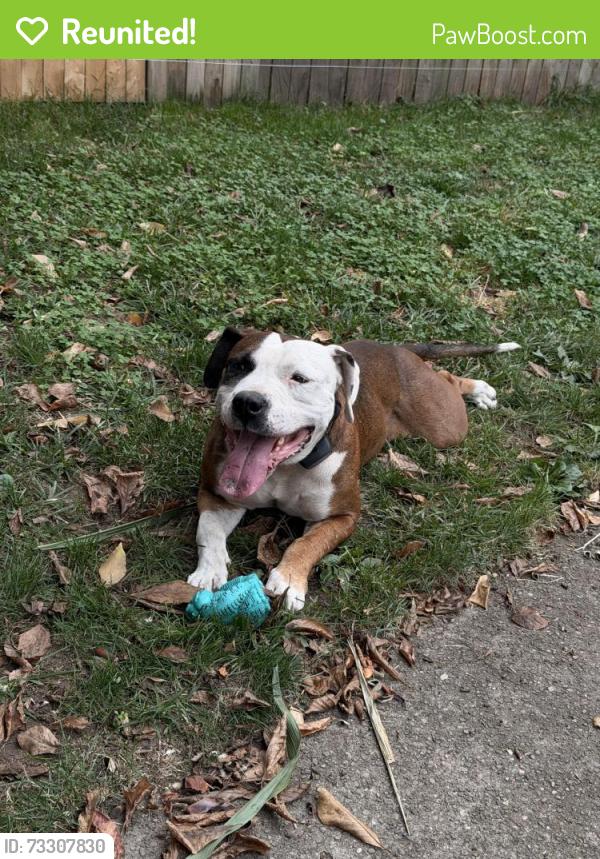 Reunited Male Dog last seen Newburgh heights highway intersection, Cleveland, OH 44105