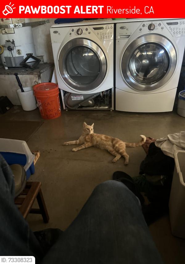 Lost Male Cat last seen Victoria and Jane, Riverside, CA 92506