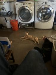 Lost Male Cat last seen Victoria and Jane, Riverside, CA 92506