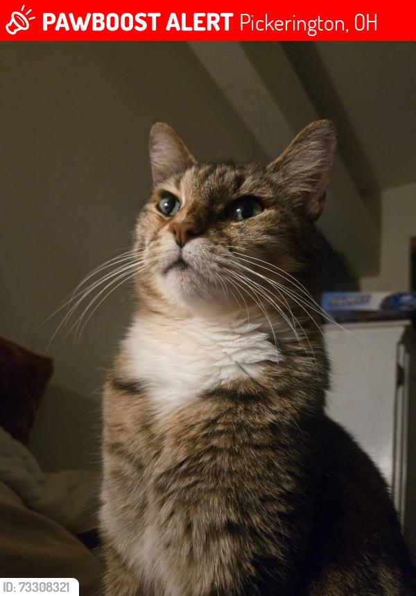 Lost Female Cat last seen Glenshire Community Development 9767 Chaucer Ct, Pickerington, OH 43147, Pickerington, OH 43147