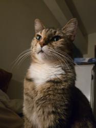 Lost Female Cat last seen Glenshire Community Development 9767 Chaucer Ct, Pickerington, OH 43147, Pickerington, OH 43147