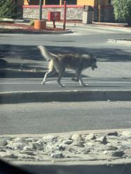 Found/Stray Unknown Dog last seen Popeyes (4554 Mack Rd), Sacramento, CA 95823