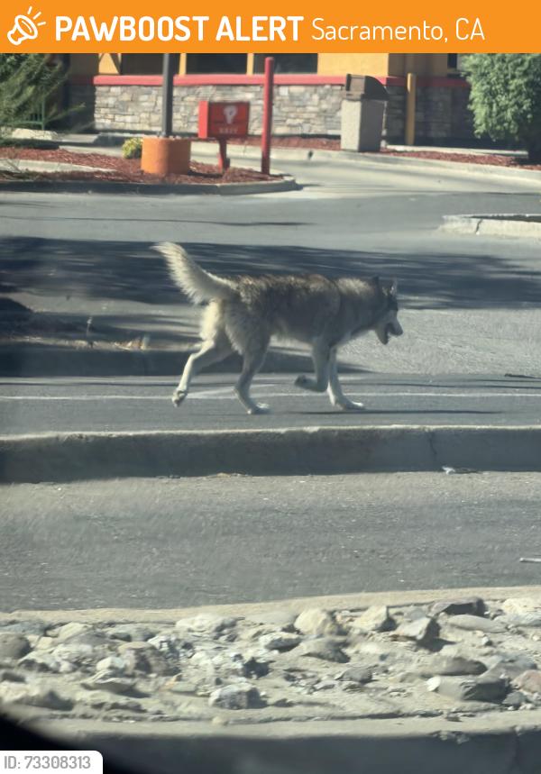Found/Stray Unknown Dog last seen Popeyes (4554 Mack Rd), Sacramento, CA 95823